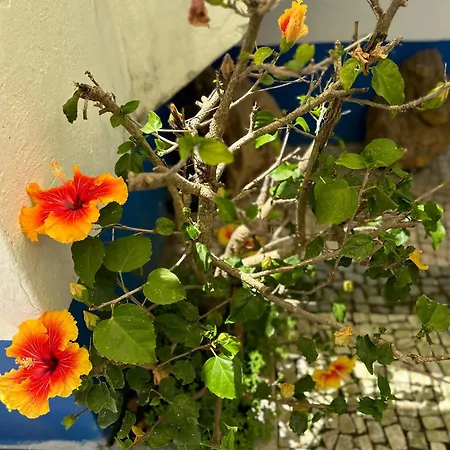 Casa Do Poco 4* 오비도스