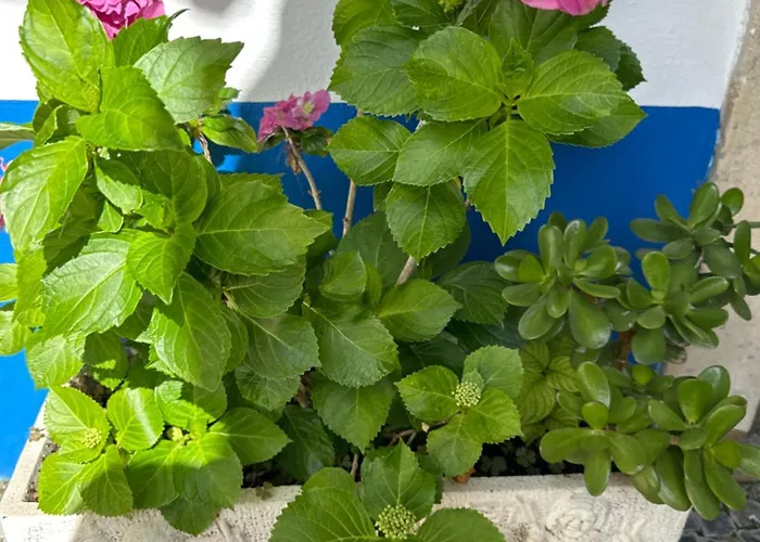 Casa Do Poco Óbidos